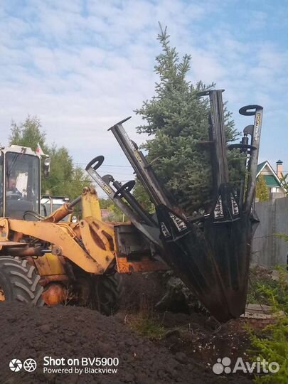 Ель Сосна Хвойные Саженцы Деревья Крупномеры