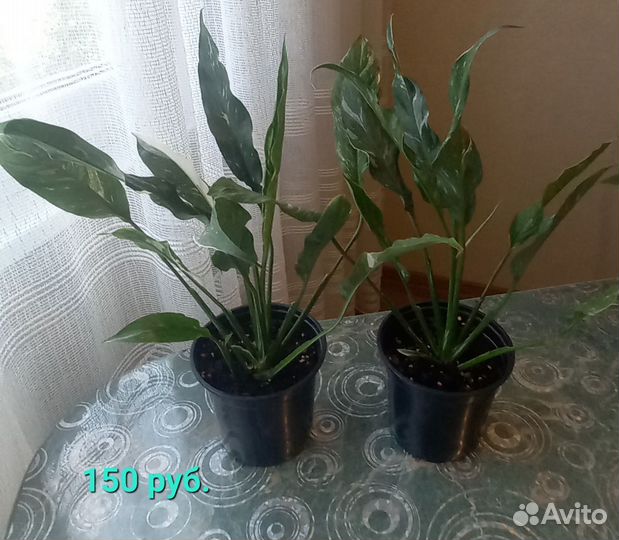 Спатифиллум