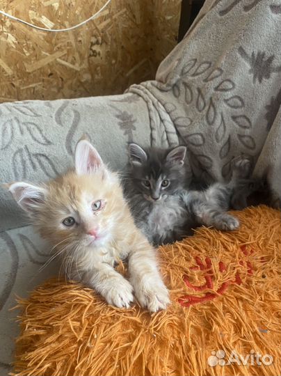 Котята породы мейн-кун