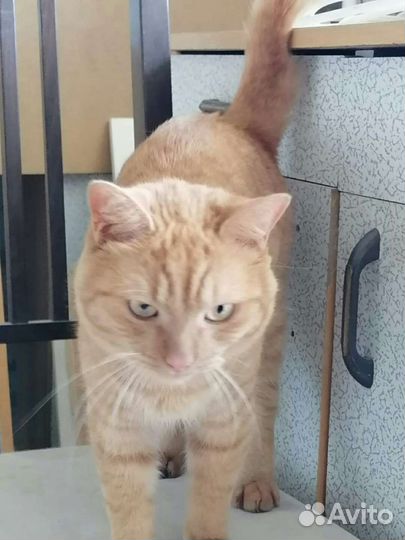 Котик Рыжий