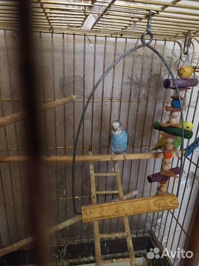 Клетка для попугая