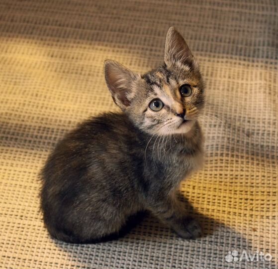 Котенок Василиса 2,5 месяца