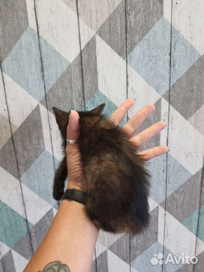 Котёнок девочка