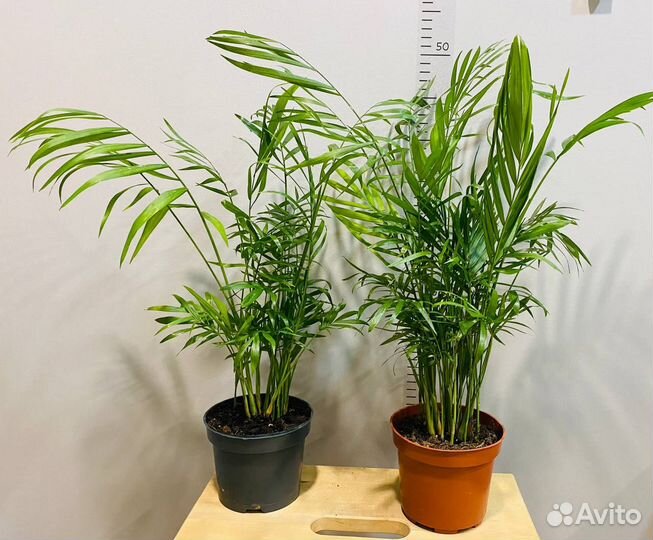 Хамедорея Элеганс/Бамбуковая пальма