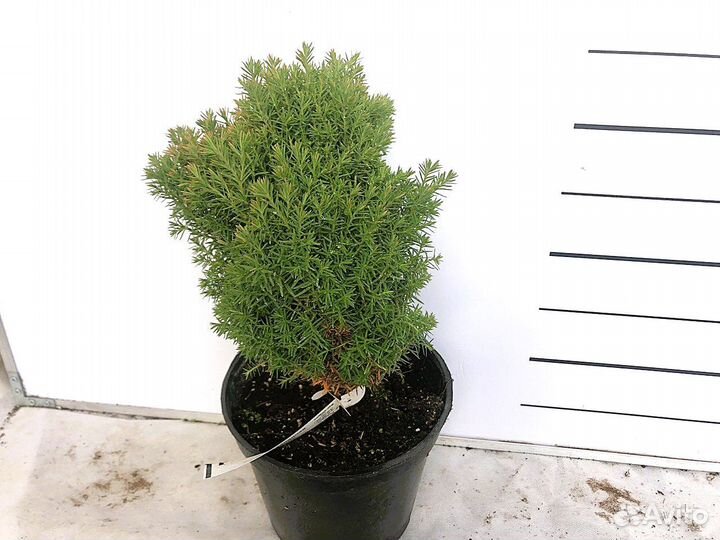 Туя набор 13