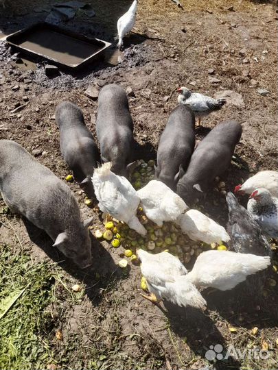 Домашние куры