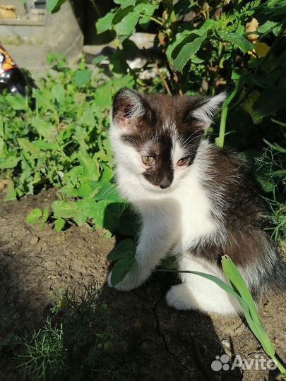 Котята в добрые руки приучены к лотку