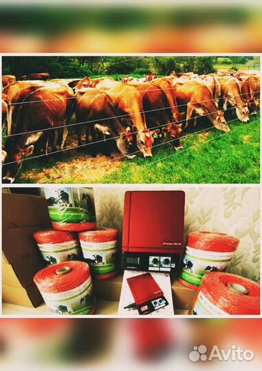 Электропастух для коров и телят