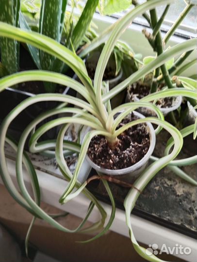 Рео, фиалка, хойи, колерия и другие растения