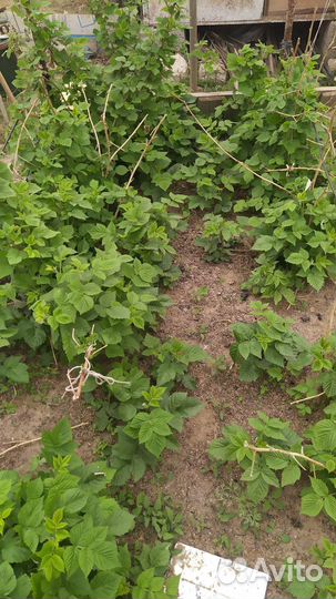 Саженцы ремонтантной малины