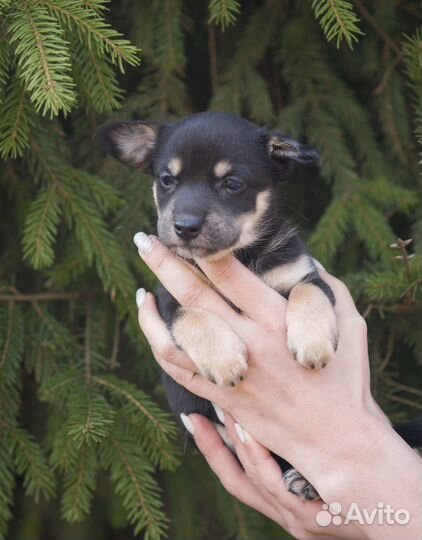 Ксолоитцкуинтли