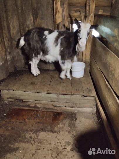 Коза и козочка (4г. и 8мес.)