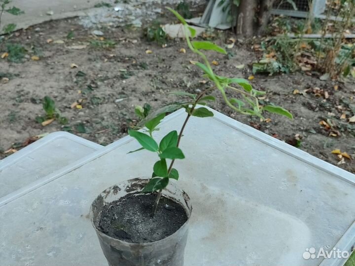 Жимолость каприфоль