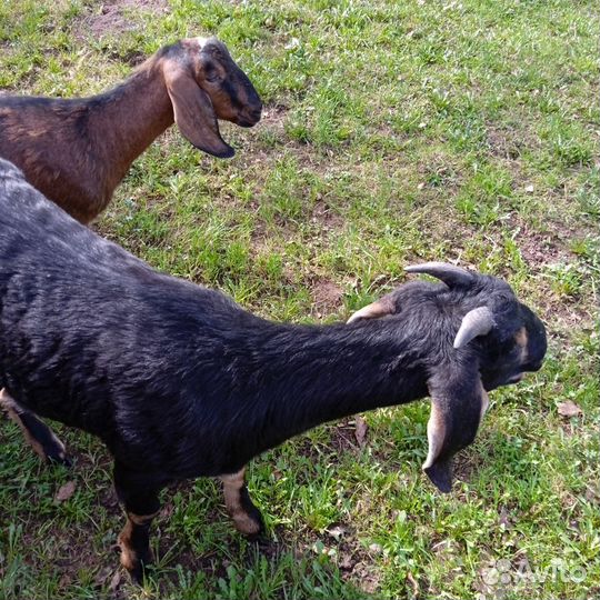 Англо нубийские козочки молодые