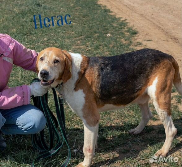 Трехцветные собаки принесут вам счастье