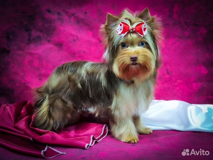 Вязка йорк шокомерле