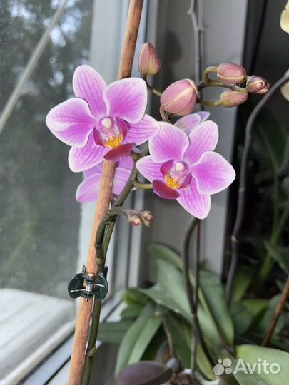 Орхидея ароматная