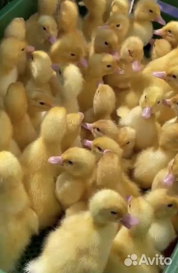 Утята Черри Велли, Стар 53, Цветная