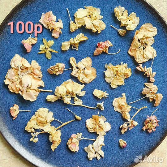 Маттиола сухоцветы объемные для творчества