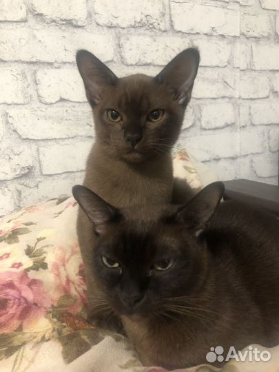 Котенок Бурма