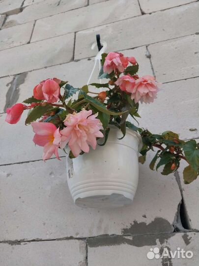 Бегония белекония