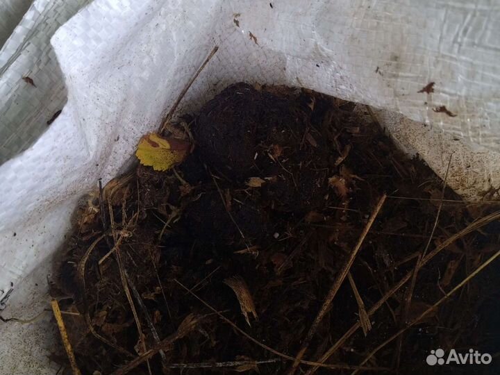 Конский навоз