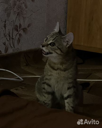 Кошка домашняя, 8 месяцев, все прививки, паспорт