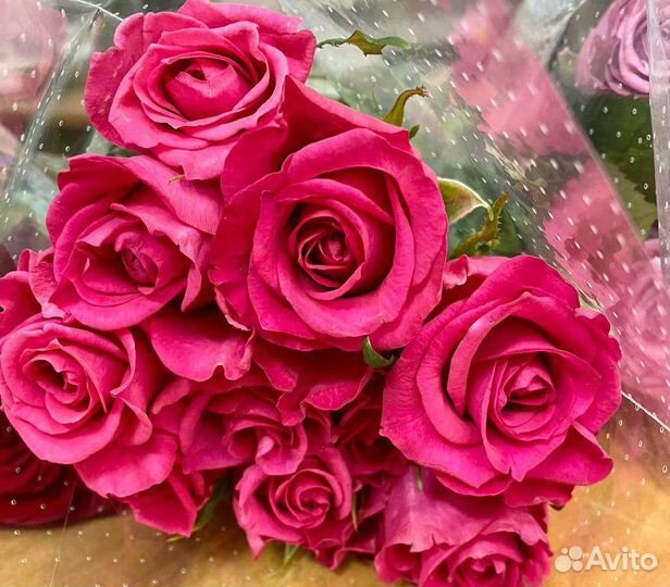 Роза уральская, Эксплорер, хризантема кустовая