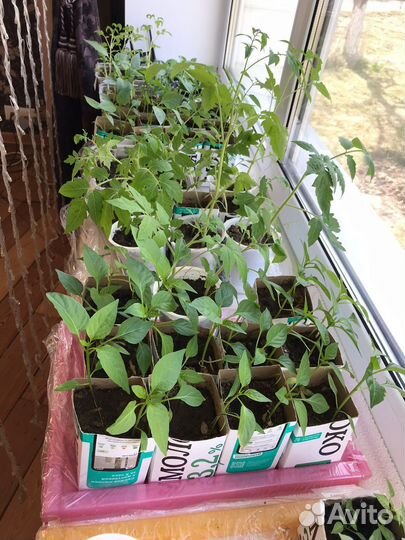 Рассада помидор перца баклажан