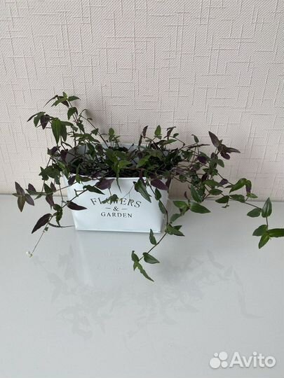 Традесканция Фата Невесты. Мурдания. Каллизия