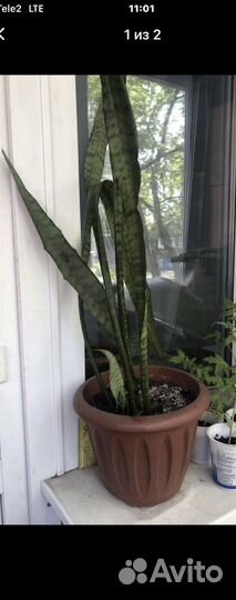 Щучий хвост