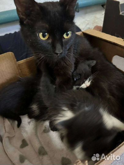 Кошки в добрые руки бесплатно