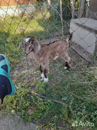 Нубийские козы