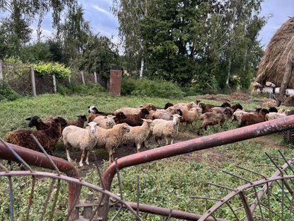 Продам овец дагестанской породы, Потьма