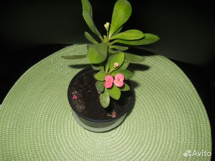 Домашние растения