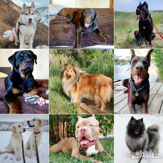 Зоодомик. Передержка, зоогостиница