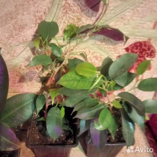 Фикусы эластик