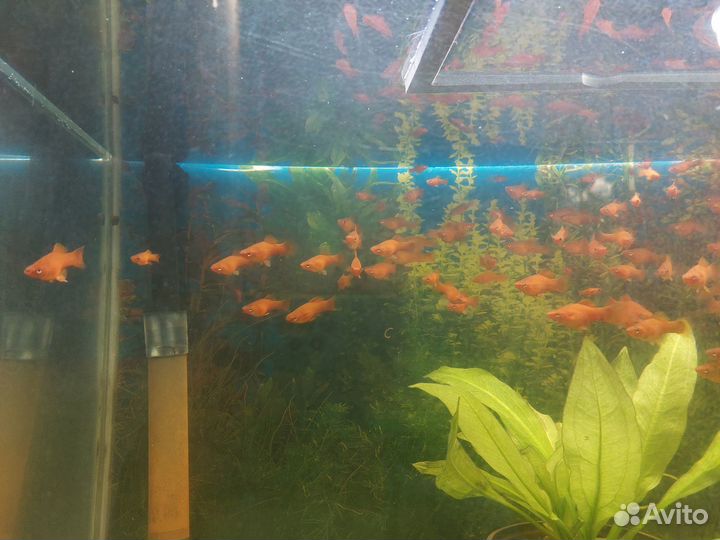 Меченосцы пурпурные