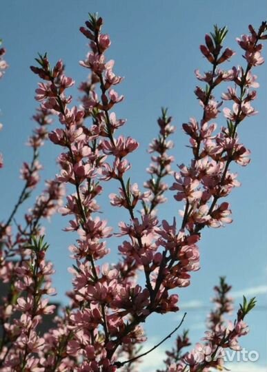 Саженцы миндаля