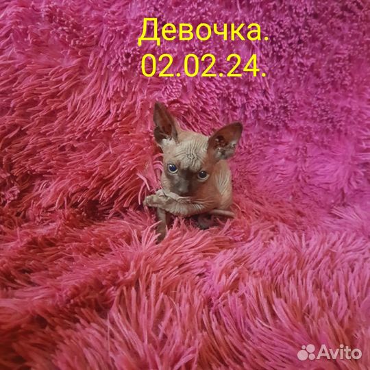 Канадский сфинкс котенок