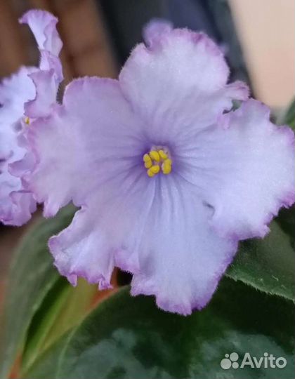 Черенки сортовых фиалок