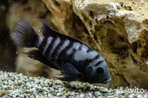 Цихлида полосатая