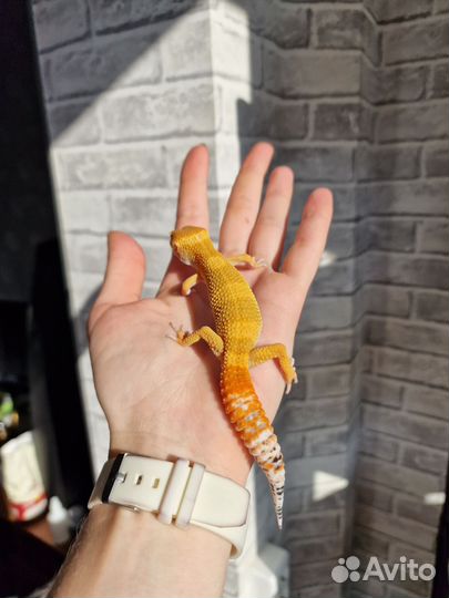 Леопардовый геккон эублефар