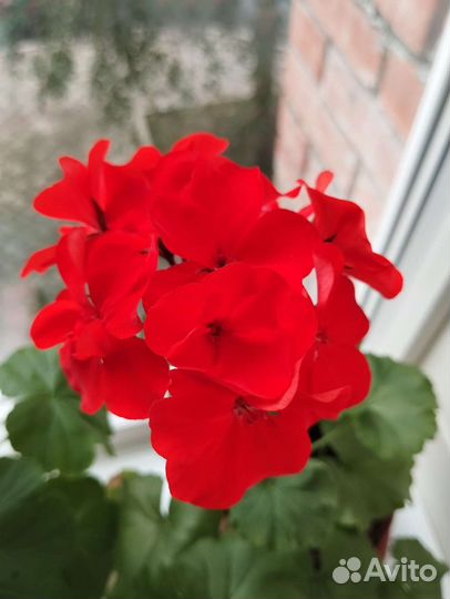 Пеларгонии