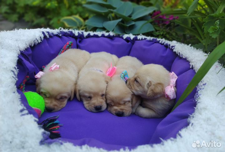 Щенки лабрадора РКФ