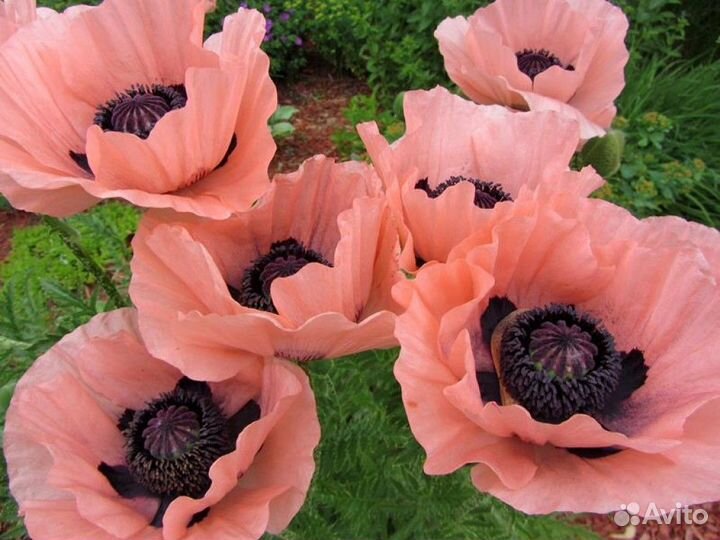 Медуница сахарная, Мак восточный, калина Бульдонеж