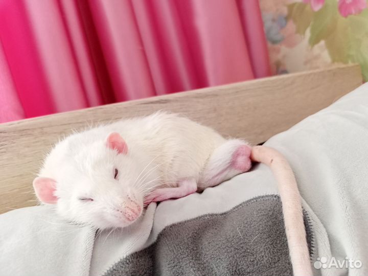 Крыса дамбо мальчик