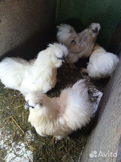 Продаю китайских петушков в возрасте 8 месяцев