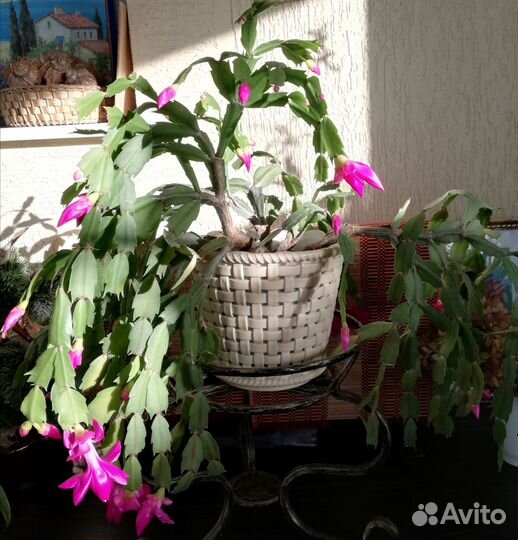 Цветок декабрист