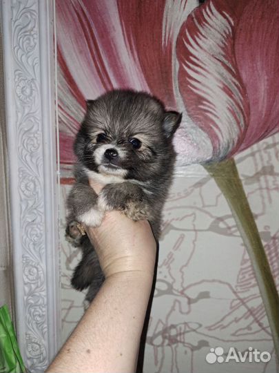 Ми- ми мишки